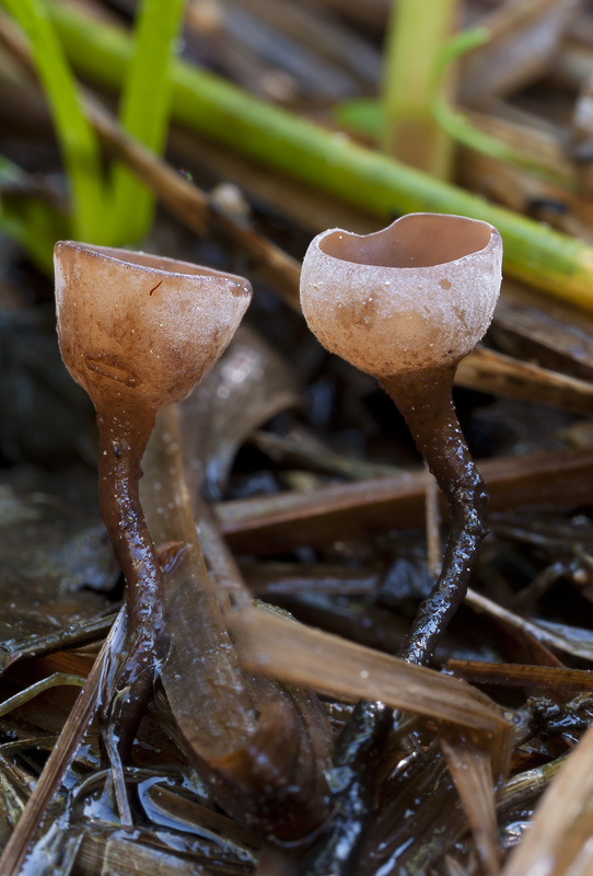 Myriosclerotinia sulcatula